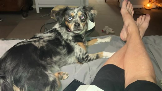 My reading chair. Room for me and all my dogs. (The third one is in the kitchen at the moment). | Heidi Harris Show