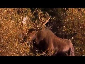 Hunting for Moose with Bow in Manitoba