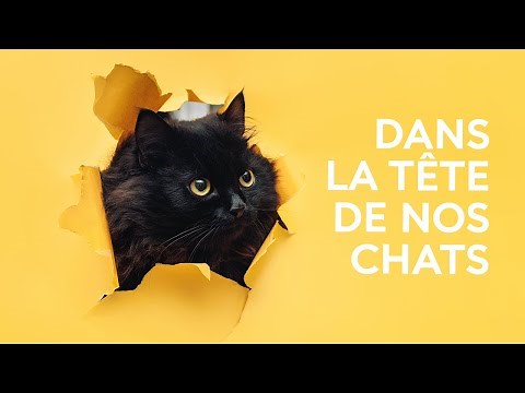 Chats et humains, des liens forts depuis des millénaires ! - La science expliquée aux 8-12 ans