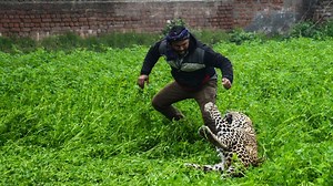 Leopard goes on rampage in Indian village