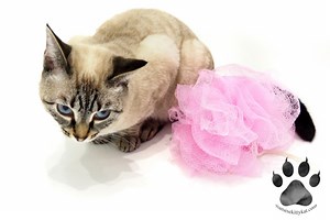 Bathing a Siamese Cat: Do's & Don'ts Guide