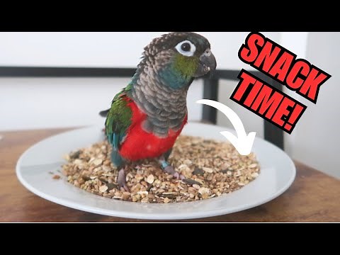 Parrot DIY Healthy Seed Mix Recipe | BirdNerdSophie