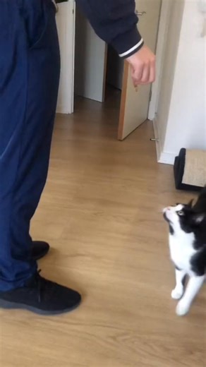 1.3K views · 26 reactions | The Narwal self-cleaning robot vacuum and mop  #Robotvacuum #ad #catsoftiktok #NarwalT10 #Narwalrobot #Robotmop #cats | Merry & Pippin | Facebook