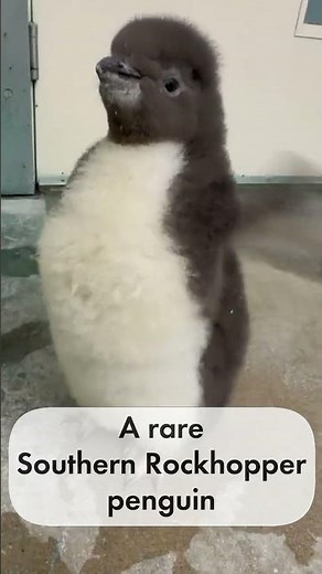 Meet Nio: A Rare Southern Rockhopper Penguin Chick Making History