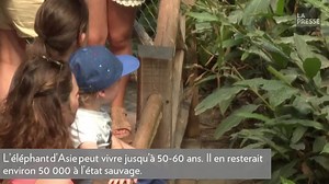 Au zoo de Zürich, un redoutable virus terrasse les jeunes éléphants