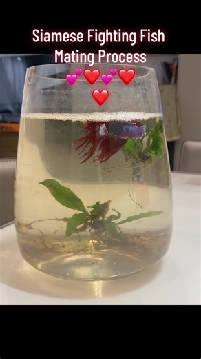 Siamese Fighting Fish Mating Process: Graceful Embrace, Egg Release, Fertilization
