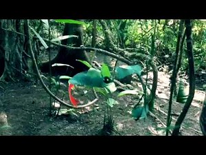 Life cycle of a snake