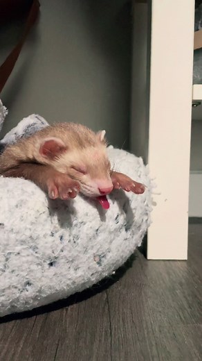 Moon & Nala on TikTok