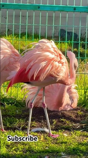 Close-up of a flamingo dipping its beak in water #foryou #wildlife
