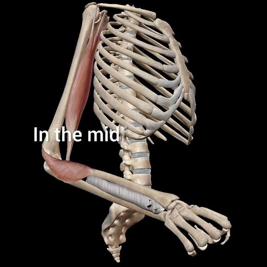 Supination| Supinator muscles. #biceps #supinator