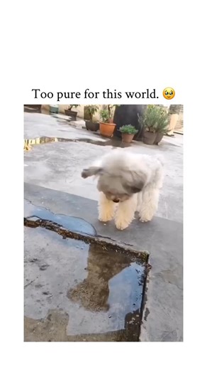 Mixed Realitys on Instagram: "- The post features a short, visually appealing clip of a subject (likely a baby animal or child) engaging in an action designed to elicit an immediate “aww” reaction from the audience, often utilizing slow-motion or close-up shots. - The accompanying text directly leverages the emotional content (“So cute 🥺”) and includes a clear call-to-action (“Don’t forget to follow me for a daily dose of cuteness!🤗”) to rapidly convert viewers into followers. - The content st