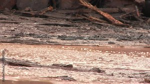 Tractor tires in the mud of the Amazon rainforest as loggers cut down trees - deforestation