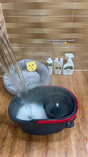 Effective Solutions for Cat Odor Elimination