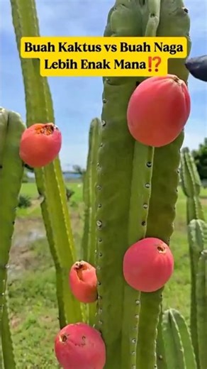 Kaktus Raksasa Ini Berbuah Mirip Buah Naga⁉️ Fakta yang Jarang Diketahui‼️