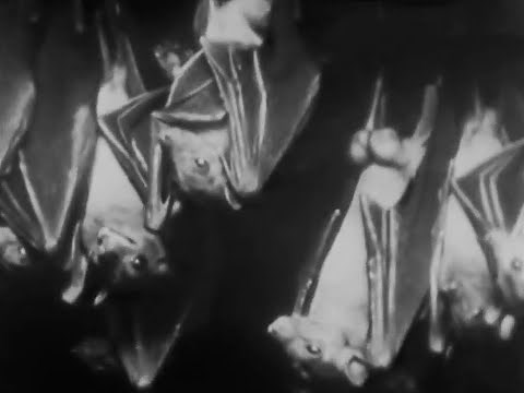 Attenborough Enters the Bat-Eating Snakes' Cave | Zoo Quest for a Dragon | BBC Earth