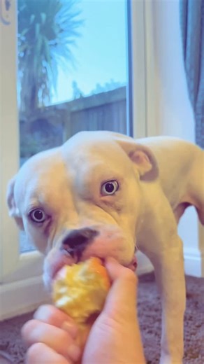 Mouse on Instagram: "Just a Mouse eating a apple 🍎🐭 so gentle and delicate . He never used to like apples , but I started eating them lately so now he wants them 😂🩵 #dogsofinstagram #healthydog #healthydogtreats #happydog #rescuedog #rescuecatsofinstagram #bullylove #doglovers"