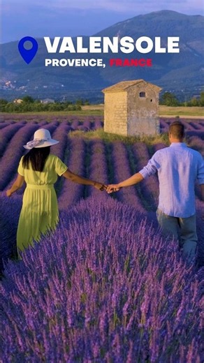 Valensole Lavender Fields, Provence - France 🇫🇷 | A Sea of Lavender