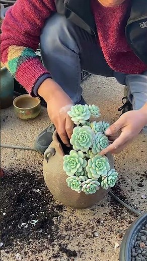 DIY Succulent Planters: Transforming Old Pots into Art!