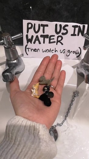 Watch these grow into something cute #growakitten #kittens #fyp #toys #goviral #cutekitty #gingerkitty #footballfacts