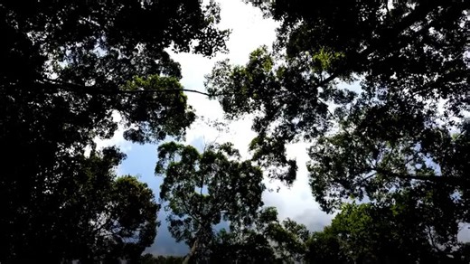 41K views · 33 reactions | The Cinnamon Rainforest Restoration...