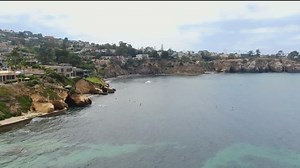 Leopard sharks season begins along La Jolla coast