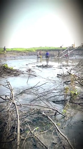 Village Fishing in Pond | Traditional Fish Catching