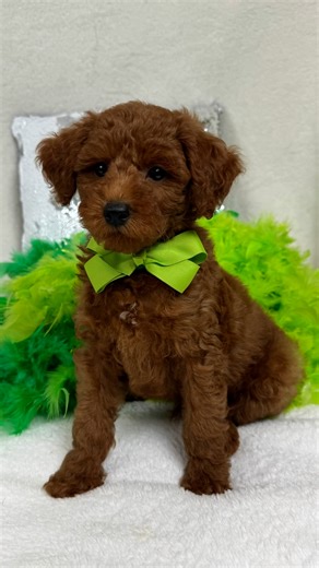 Goldendoodle, Mini puppy for sale