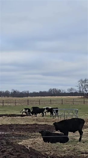cows are feeling spicy this afternoon 🤣 #cows #farming #babies #mudseason #feisty