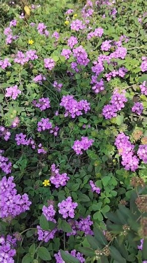 Beautiful purple lantana flowers garden
