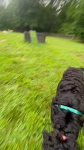 Horse rink shenanigans with Jax, Deacon, Abbie, Piper, Rhody, Punkin, and Pepper  | Tuscarora's Country Club for Dogs | Facebook