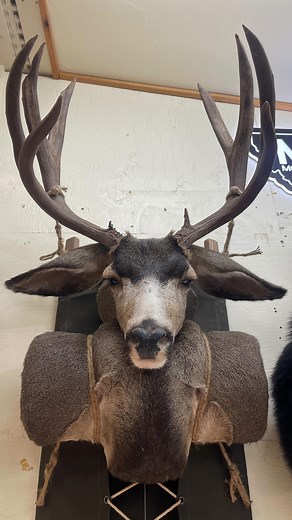 Hayes Taxidermy Studio on Instagram: "Mule deer, black bear, and whitetail pack mounts featuring @borderlandsupply and @stoneglacier packs"