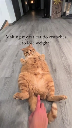 #fatty #orangecat #xl | Fat Cats