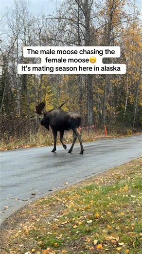 It’s mating season here in Alaska. The male moose chasing the female moose. #Alaska #fall #nature #moose #usa #funnyvideos #liveyourbestlife | Live your best life.
