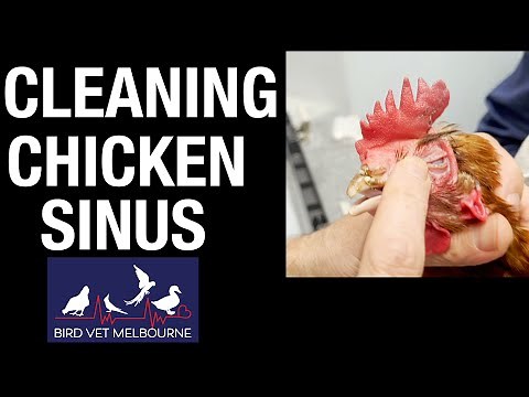 Cleaning pus from the sinuses of a chicken with mycoplasma - Chicken Vet Melbourne.
