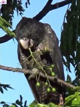 Eating fruits#Cockatoo
