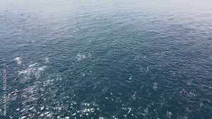 Aerial shot of a large group of spinner dolphins swimming together in the Pacific Ocean off the coast of Costa Rica. The long-beaked common dolphins are jumping and feeding on small pelagic fish