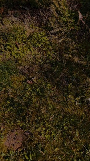 Z71 they ear come in from mile away #z71#silverado#chevrolet