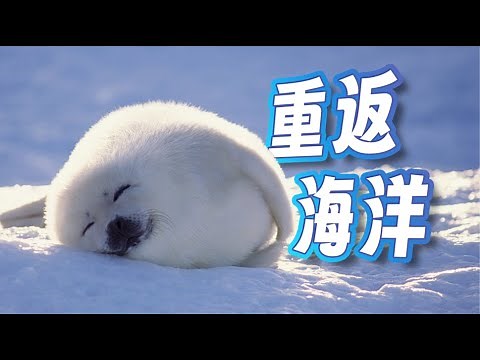 【鬼谷说】鳍足类：归海正天罡
