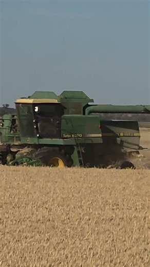Harvesting WHEAT made easy#shorts