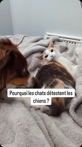 3.1K views · 4.5K reactions | Pourquoi les chats détestent les chiens ? Ils protègent leur royaume et ne comprennent pas l’énergie débordante des chiens… Et si c’était juste une question de langage ? | Sourirecanin | Facebook