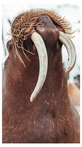 3K views · 141 reactions | It's officially Walrus Awareness Week!...