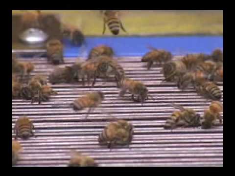 How to collect Bee Venom