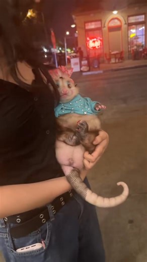 #livewithopossum #opossum #opossumsofinstagram #marsupial #wildlife #nature #cuteanimals #funnyanimals #animallover #opossumrehab #opossumrescue #opossumlife #opossumlove #opossummom #opossumbaby #NorthAmerica #UnitedStates #Canada #uk #TexasOpossum #FloridaOpossum #CaliforniaOpossum #NewYorkOpossum #GeorgiaOpossum #OntarioOpossum #BritishColumbiaOpossum #AlbertaOpossum #virginia | Opossum Lover