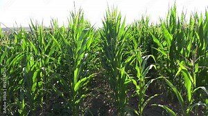 Corn Field, Cultivated Land, Cereals, Maize Harvest, Crops, Agrarian Farming Production, Agriculture Industry