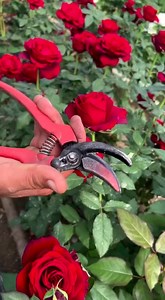 1.8K views · 20 reactions | flowers cutting #gardening #nursery #reels #plantshop #plants #homedecor #homegarden #plantslover #flowerslovers #nature #gardenbeauty #gardeningtips #gardeningpassion #gardendesign #landscape #gardeninglife #gardeninghacks #gardeninglove | Dogar Online Nursary and Kitchen Gardening Shop | Facebook