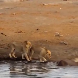 A fierce battle of the Snakes to get the meal. | Snake Doctor