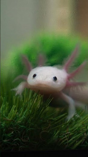 10 Amazing Axolotl Facts for Kids | Fun and Fascinating Facts About Axolotls! #axolotl #axolotllove