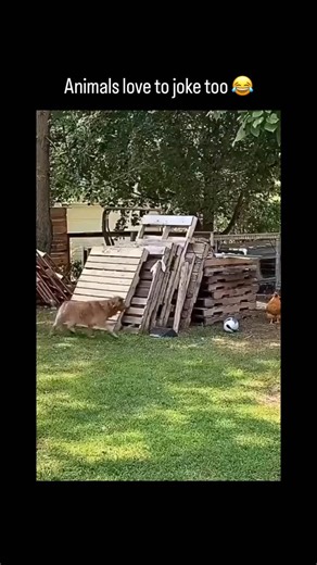 Sylphora Meme on Instagram: "Dogs and chickens can form surprisingly calm relationships when properly introduced. Although dogs are natural predators and chickens are prey animals, early socialization and consistent training can help dogs learn to coexist peacefully with chickens, sometimes even acting as protectors rather than threats. This balance relies on supervision, instinct management, and trust built over time."