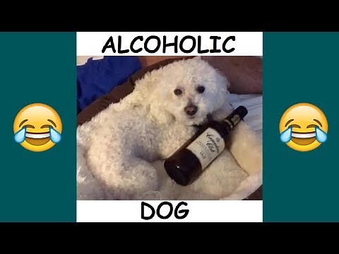 Quincy and Patrick Barnes Vine Compilation - BEST Patrick and Quincy Vines and Instagram Videos 2018