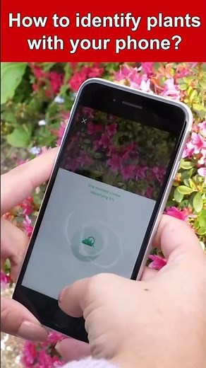 Plant Identification Tree Care